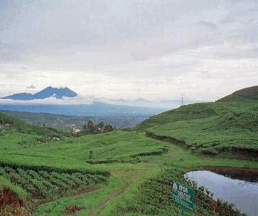 Kawasan puncak Bogor puncak bogor TEMPAT WISATA BOGOR (LENGKAP)