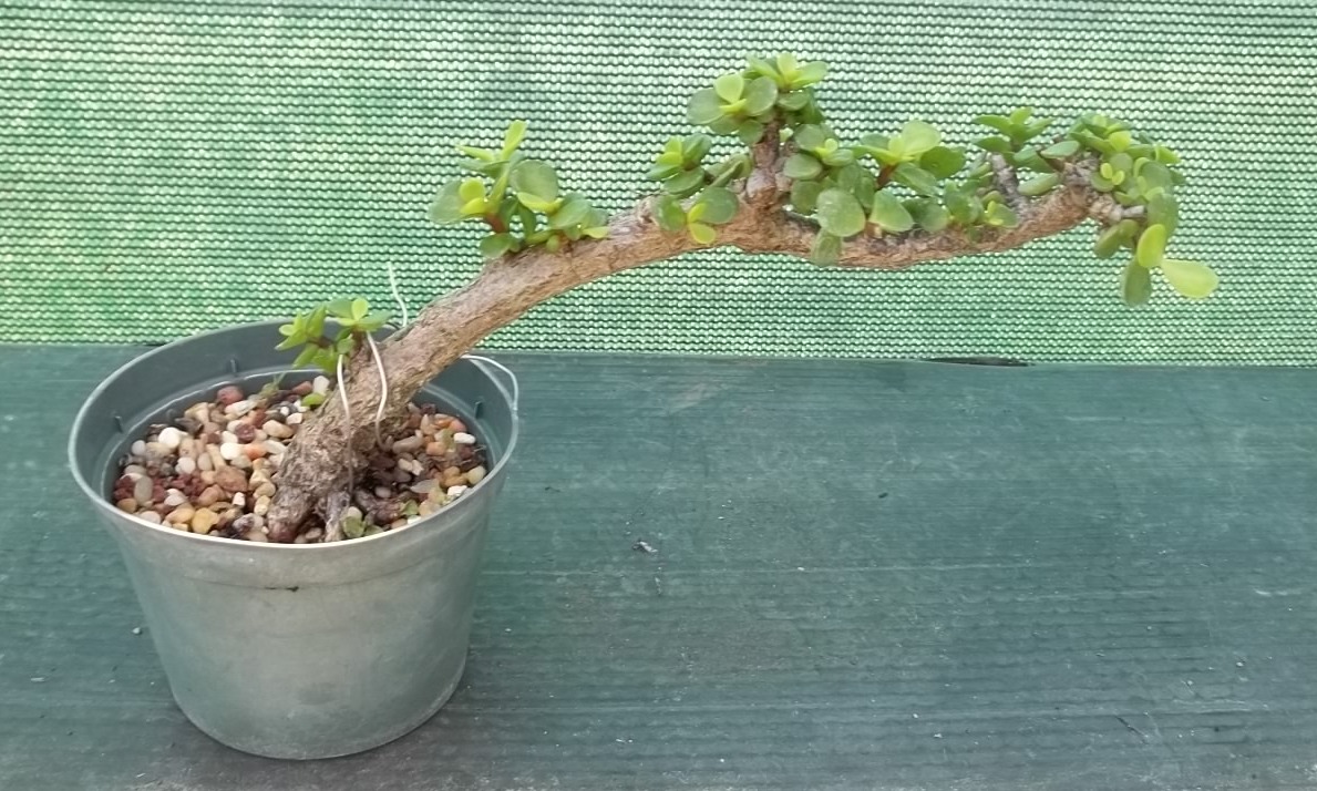 Bonsai Beginnings Make and take home your own little tree