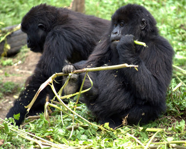 Gorilla Digestive System