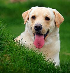 Top 10 Worlds Smartest Dog Breeds labrador retriever Top 10 Worlds Smartest Dog Breeds labrador retriever