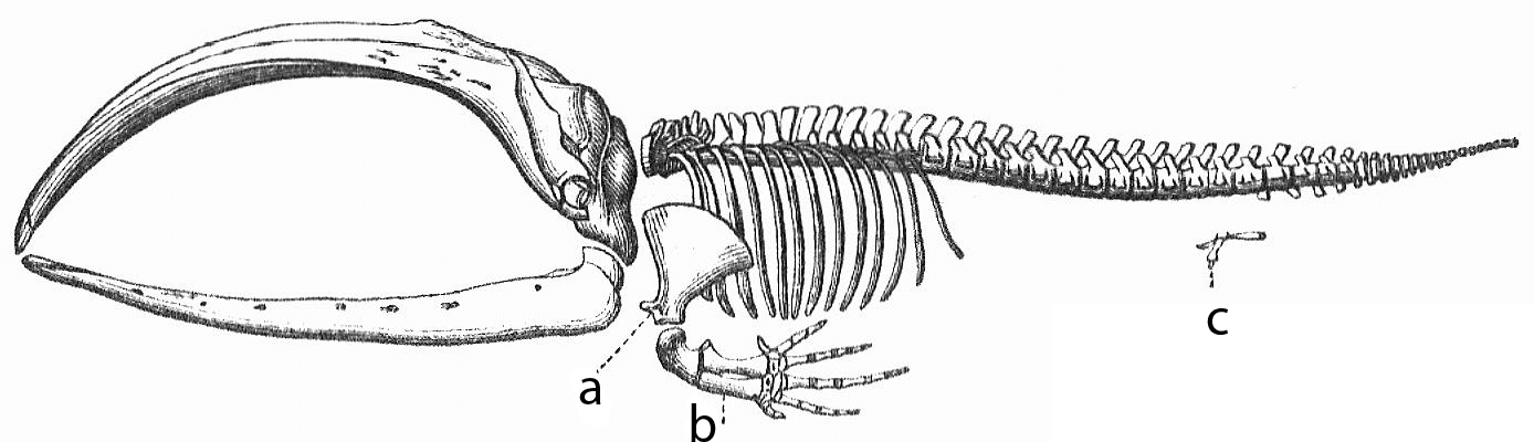 whale skeleton diagram exhibit galleries whale skeleton diagram exhibit galleries