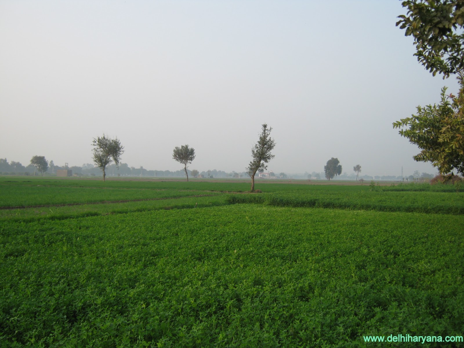 http://4.bp.blogspot.com/-5Y6-RpxpWOY/TpFoTiqgnfI/AAAAAAAAFMo/B8KZAD_vxVc/s1600/Green_farm_of_Haryana.jpg