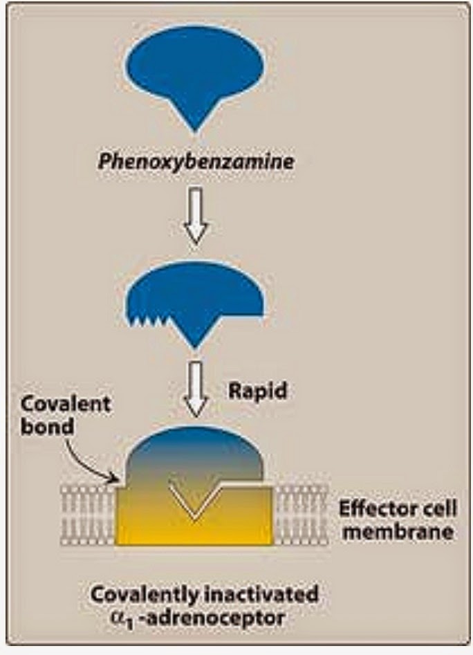 Phenoxybenzamine Pictures