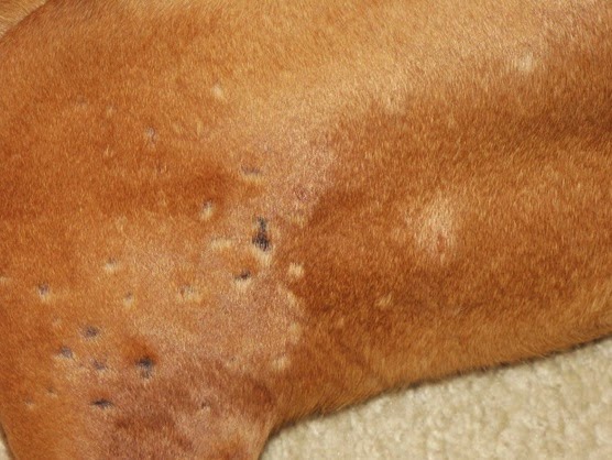 dogs with skin skin allergies with scabs insomnia dogs with skin skin allergies with scabs insomnia