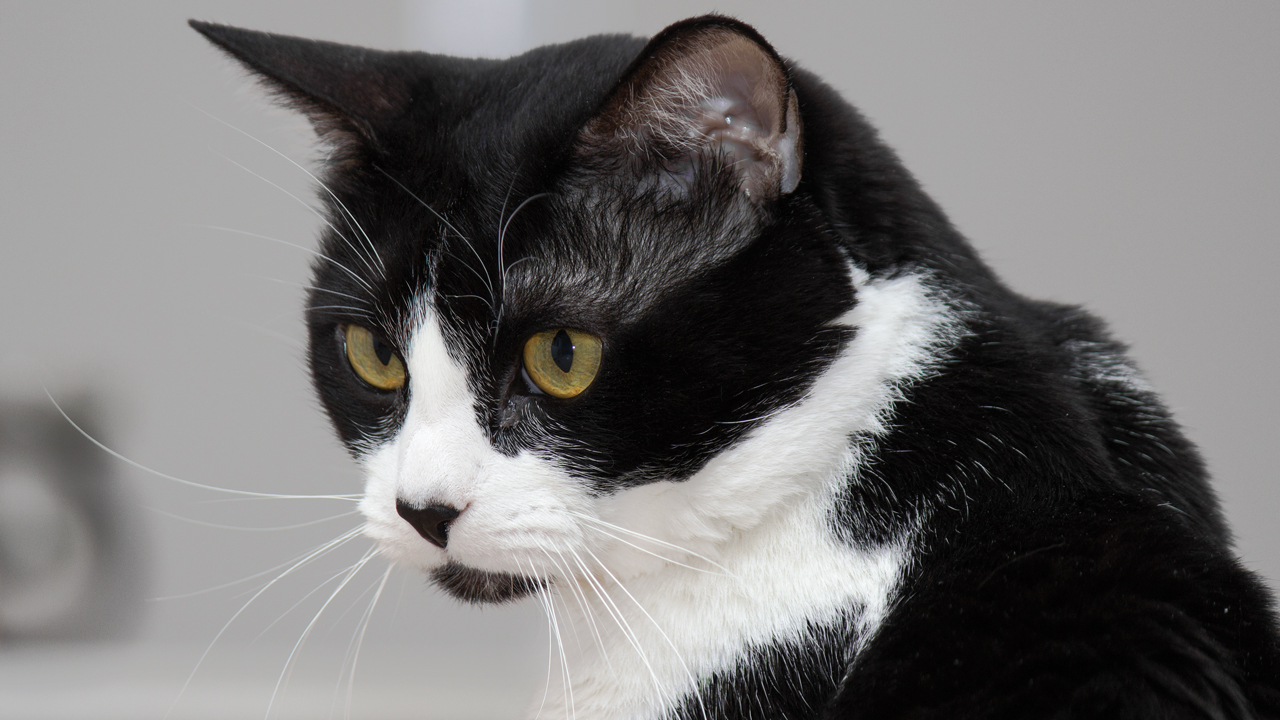 Tabby Tuxedo Cat Personality Clinic