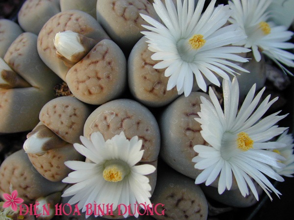 [Image: Tu-tay-trong-hoa-thach-lan-dep-trang-tri...iec-11.JPG]