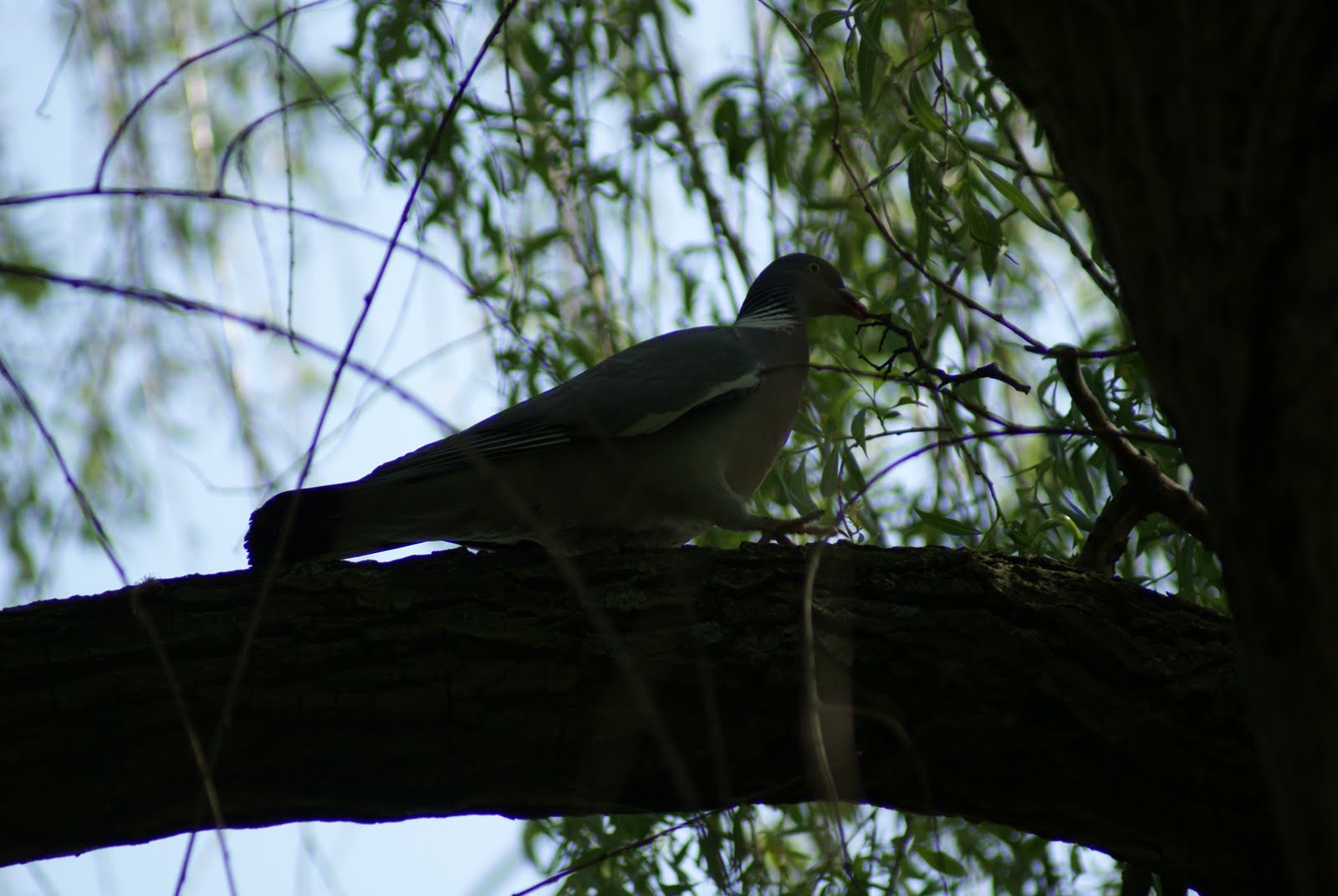 Vanuithetgroenehart: april 2011