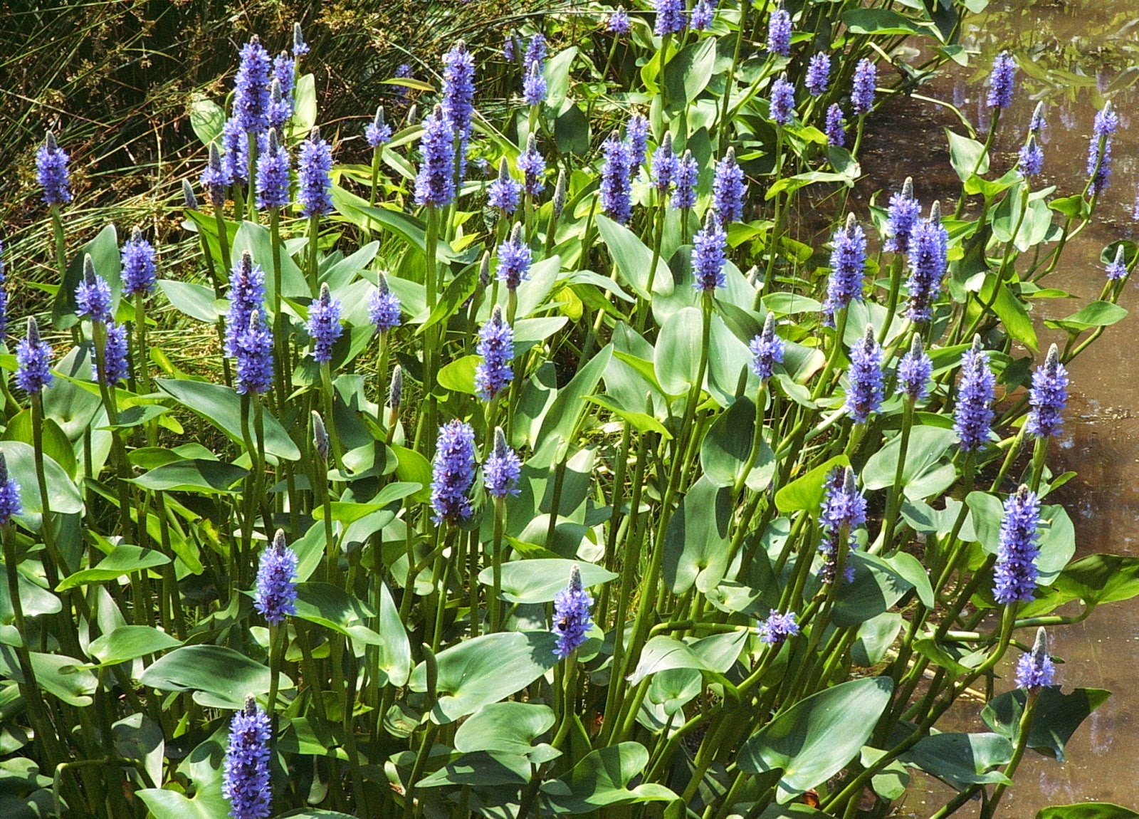 Pin on RFC Plants and Soils