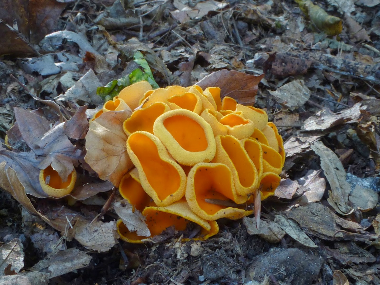 Gombahatározás mikroszkóppal (is) Sowerbyella rhenana narancssárga