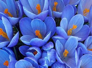 flores preciosas azules
