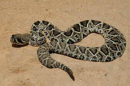 Diamondback Rattlesnake Skin
