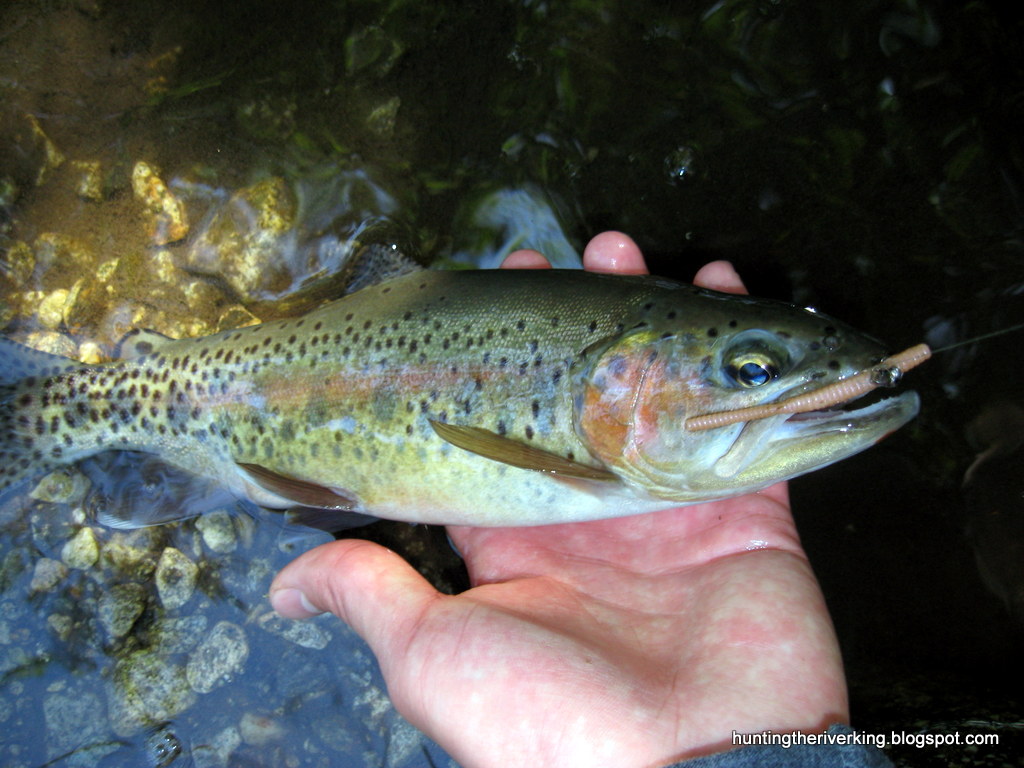 Summer Los Angeles Trout Fishing in the Mountains Hunting the River King