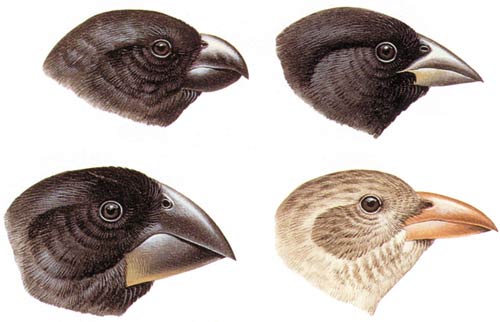 Genetic Variation in Birds