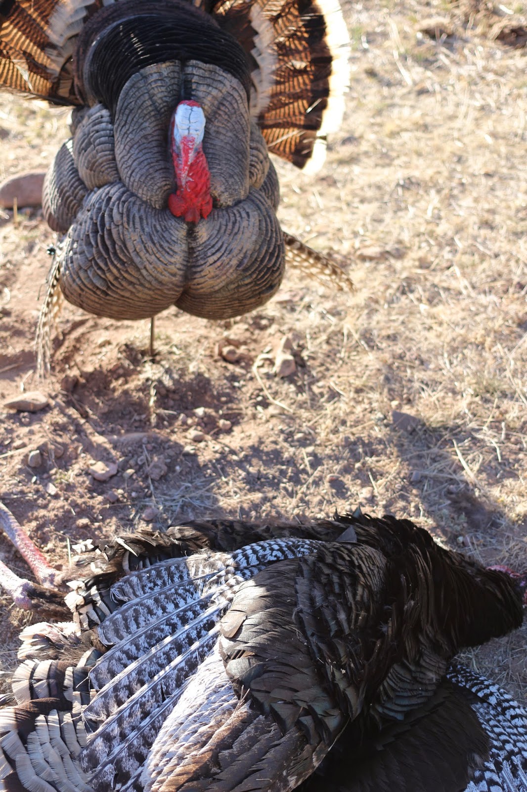 Goulds Turkey Hunt 2014 Gould's Turkey HuntSteve Puppe completes his Turkey Royal and World Slam