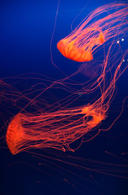 jellyfish pictures