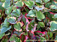Houttuynia cordata 'Chameleon'