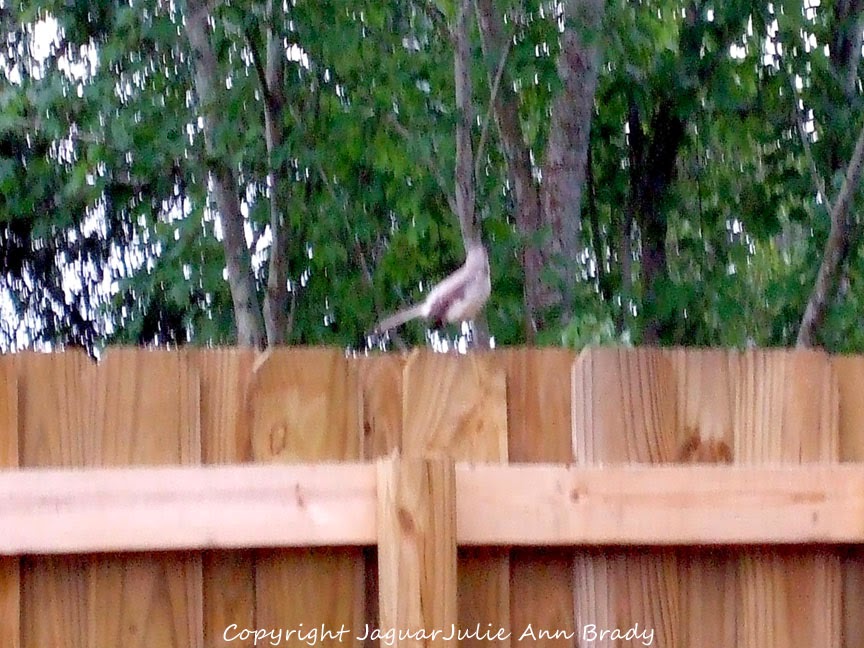 Adult Mockingbird on the Fence Adult Mockingbird on the Fence