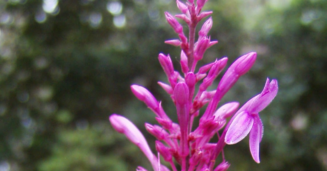 Garden Adventures: Odontonema callistachyum (purple firespike)