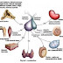Pengertian Endokrinologi thumbnail