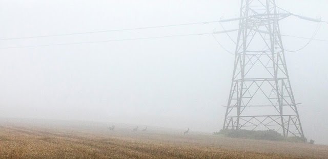 Roe deer, Capreolus capreolus, in a field between the High Elms estate and North End Lane. 3 October 2015. Roe deer, Capreolus capreolus, in a field between the High Elms estate and North End Lane. 3 October 2015.