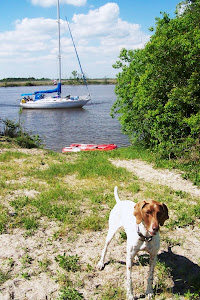 Pete Going to Shore