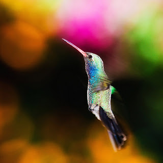 amazing bokeh photography