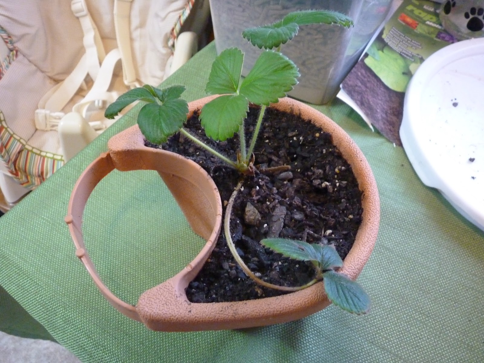 Edible and Elegant Urban Gardening Drain Pipe Planters Vertical