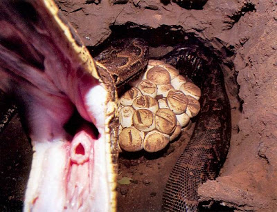 Shocking Pictures of an African Catching Python for a Living Seen On www.coolpicturegallery.us