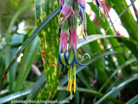 Billbergia nutans (flor)