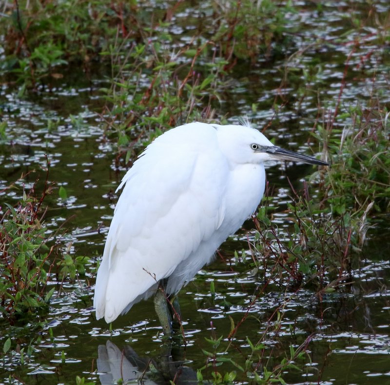 Ogden Little Egret