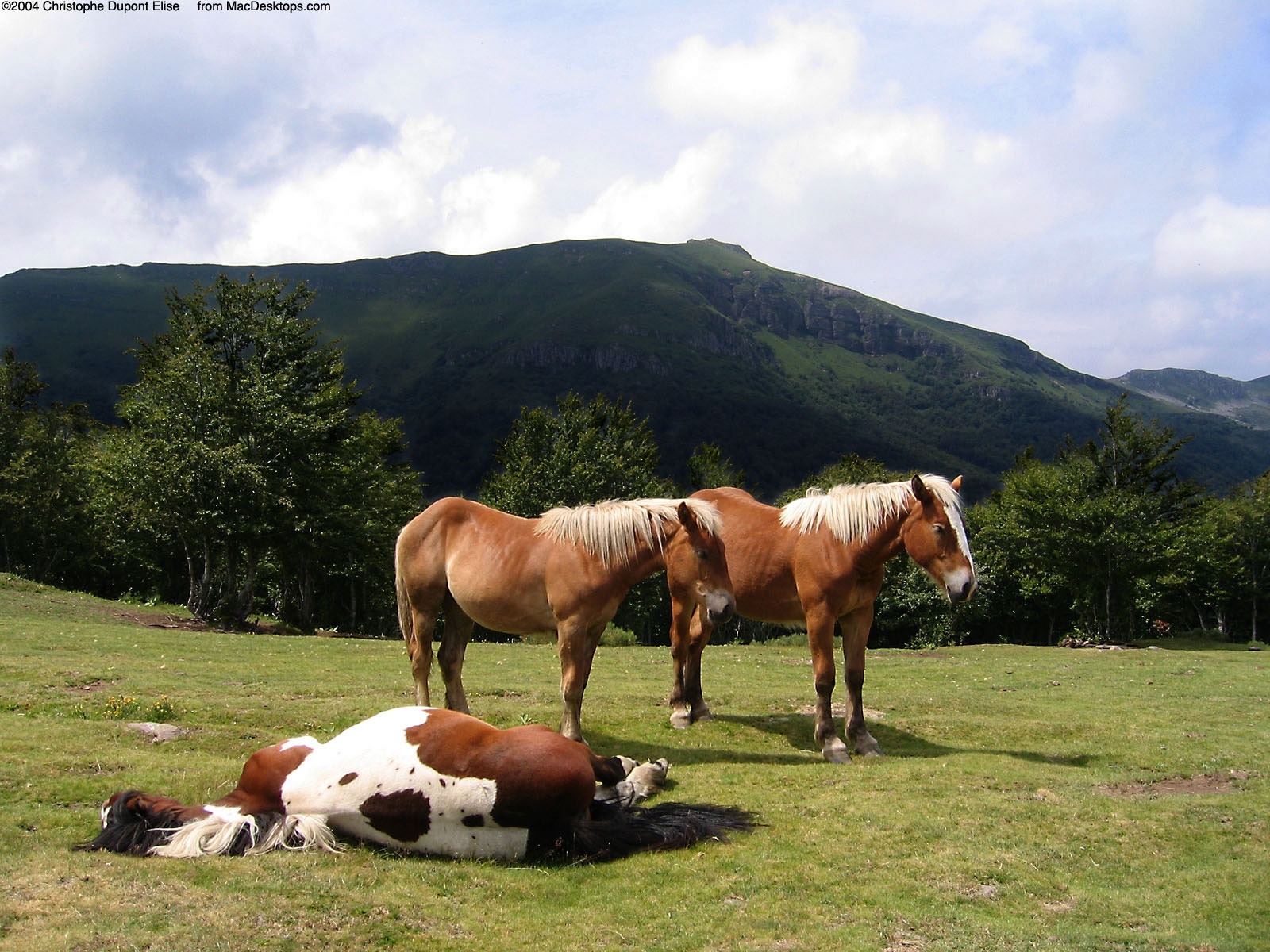 http://4.bp.blogspot.com/-5aLnCvgDsTs/UWpL61okUDI/AAAAAAAAfdQ/wbzz1Yrv-Kg/s1600/Caballos-Durmiendo-Wallpapers-HD.jpg