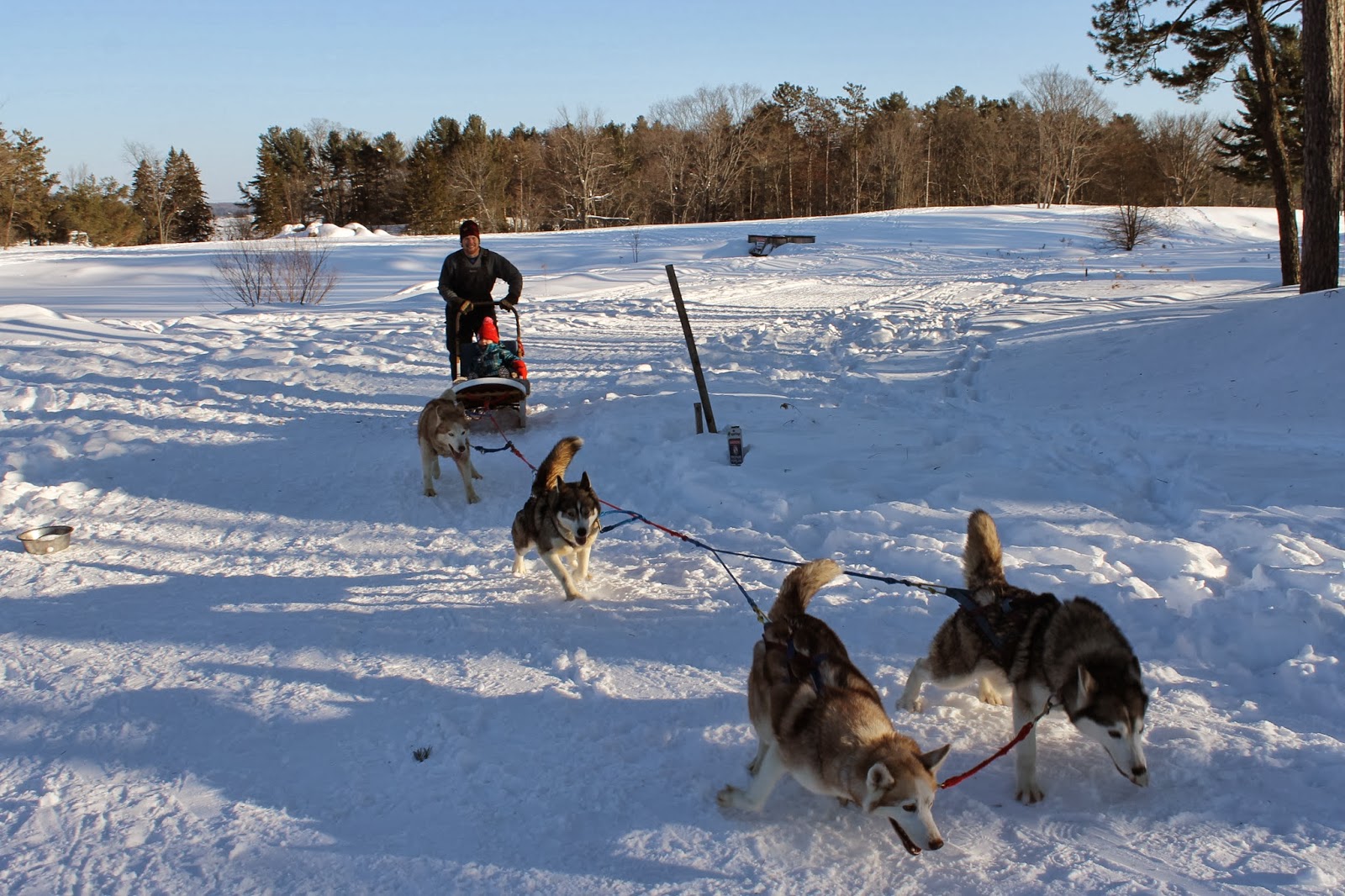 winterdance dogsledding jw marriott muskoka