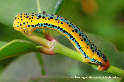 Blue tiger moth caterpillar shot using the diy close up filter Blue tiger moth caterpillar shot using the diy close up filter