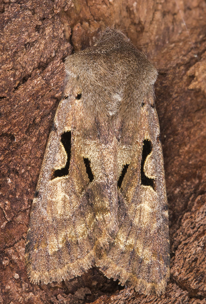 Hebrew Character, Orthosia gothica. Hayes,19 March 2015 Hebrew Character, Orthosia gothica. Hayes,19 March 2015
