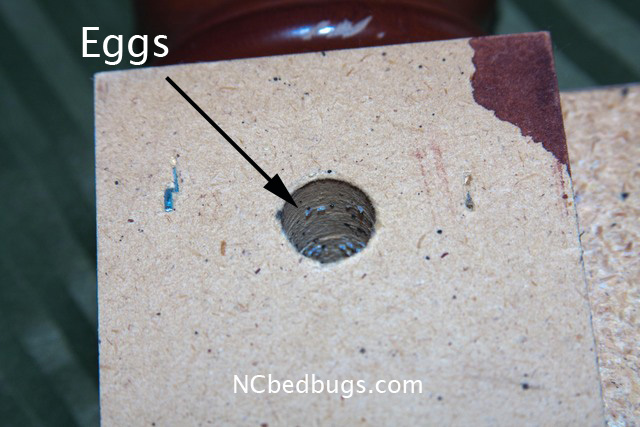 dr bed bug free education material on bed bugs cimex lectularius where do bed bugs lay eggs