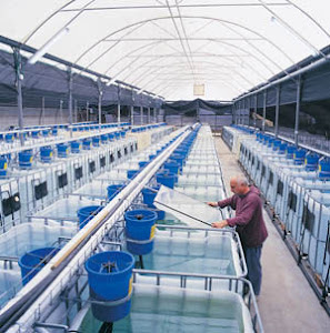 Our future ornamental fish Farm Will Be this