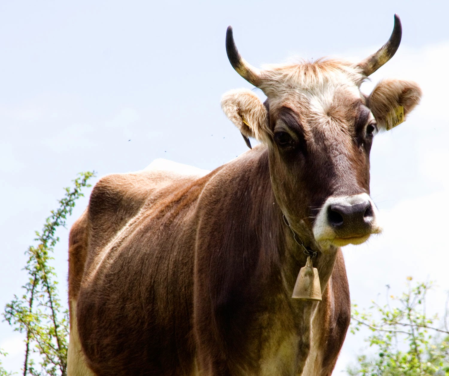 This cow means business This cow means business