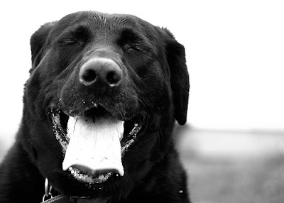 can dogs laugh welcome the breeds adoption behavior can can dogs laugh welcome the breeds adoption behavior can