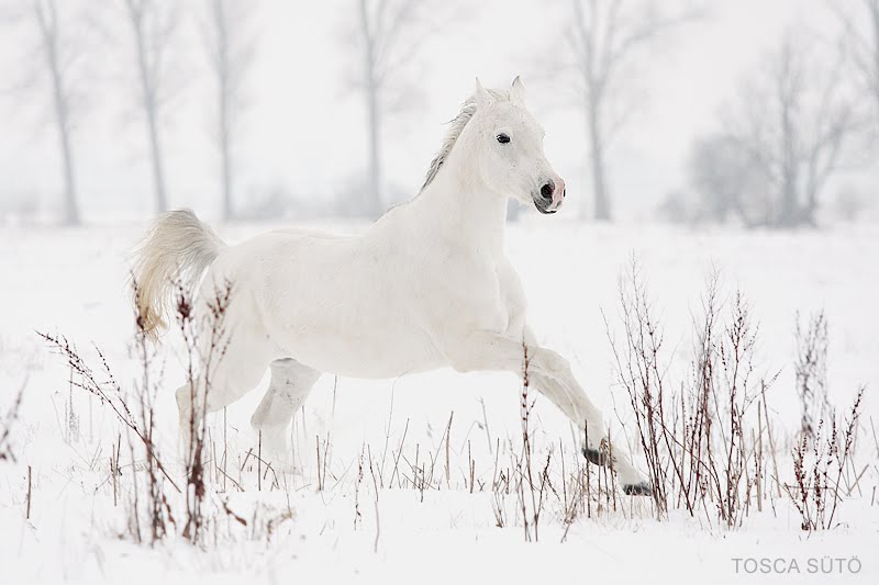 White Wolf Beautiful White Horses Mythology Photos