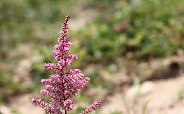 Astilbe Flowers Pictures