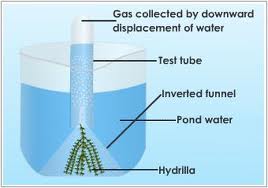 Cam photosynthesis occurs mostly in image