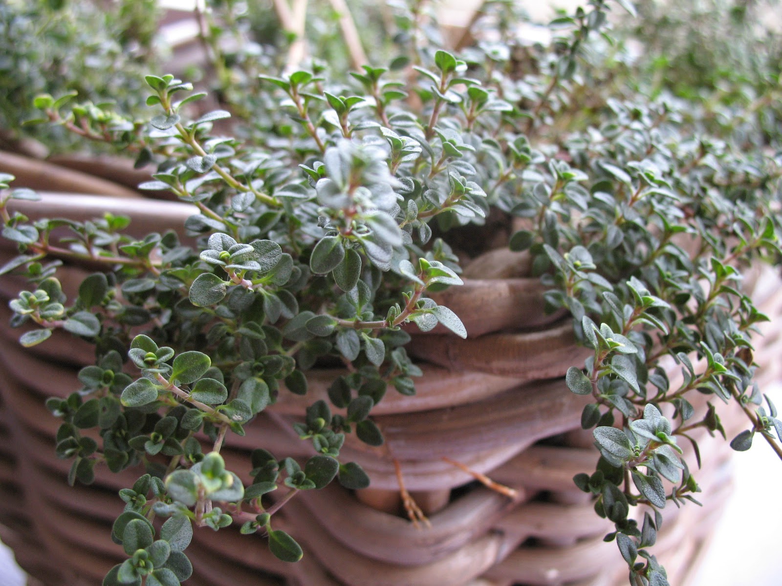 Vintage Country Style 10 Plants To Deter Deer