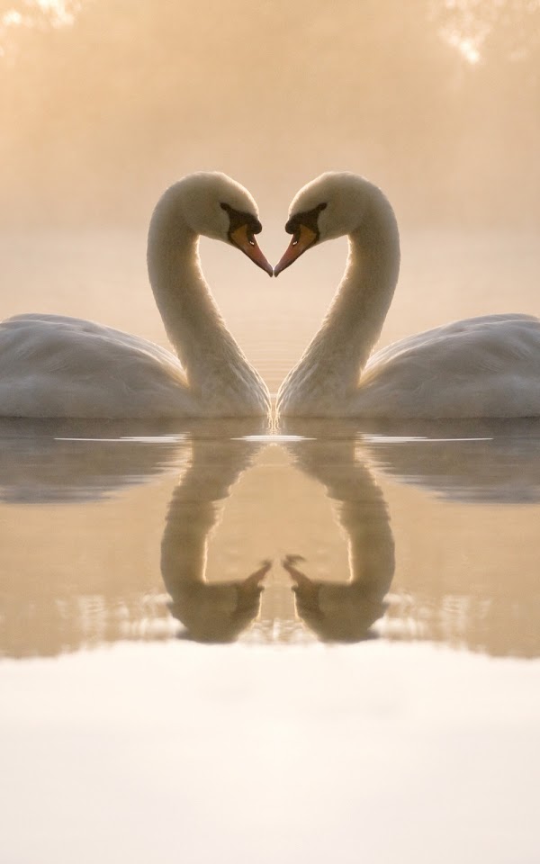 Two Swans Heart Shape Android Wallpaper