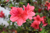 Stampin Up Secret Garden