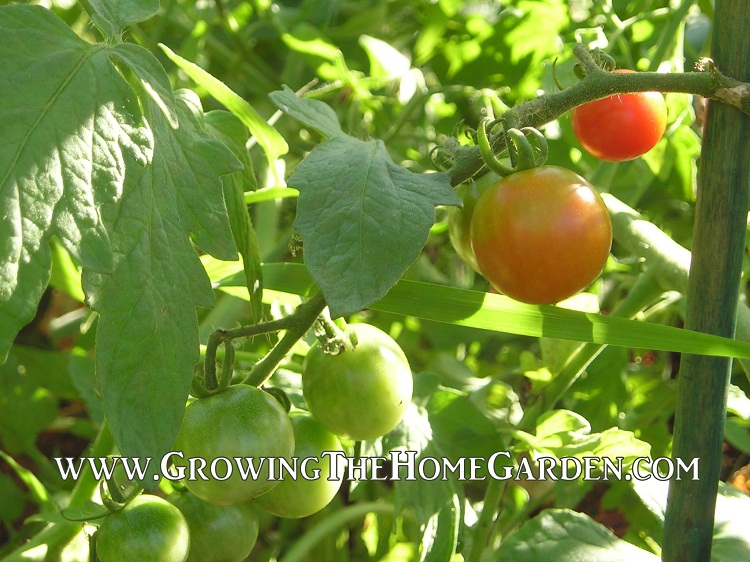 Why Add Lime for Tomatoes? Growing The Home Garden