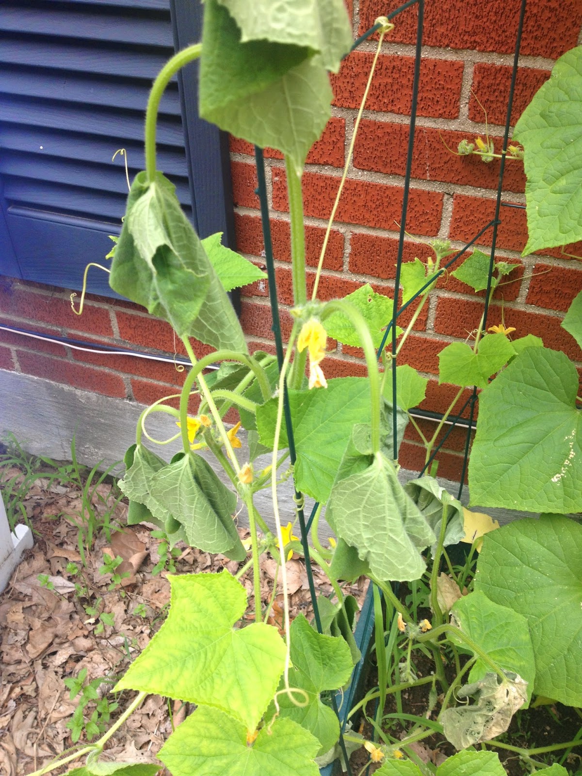 Fast, Cheap, and Good Sustainability, One Choice at a Time