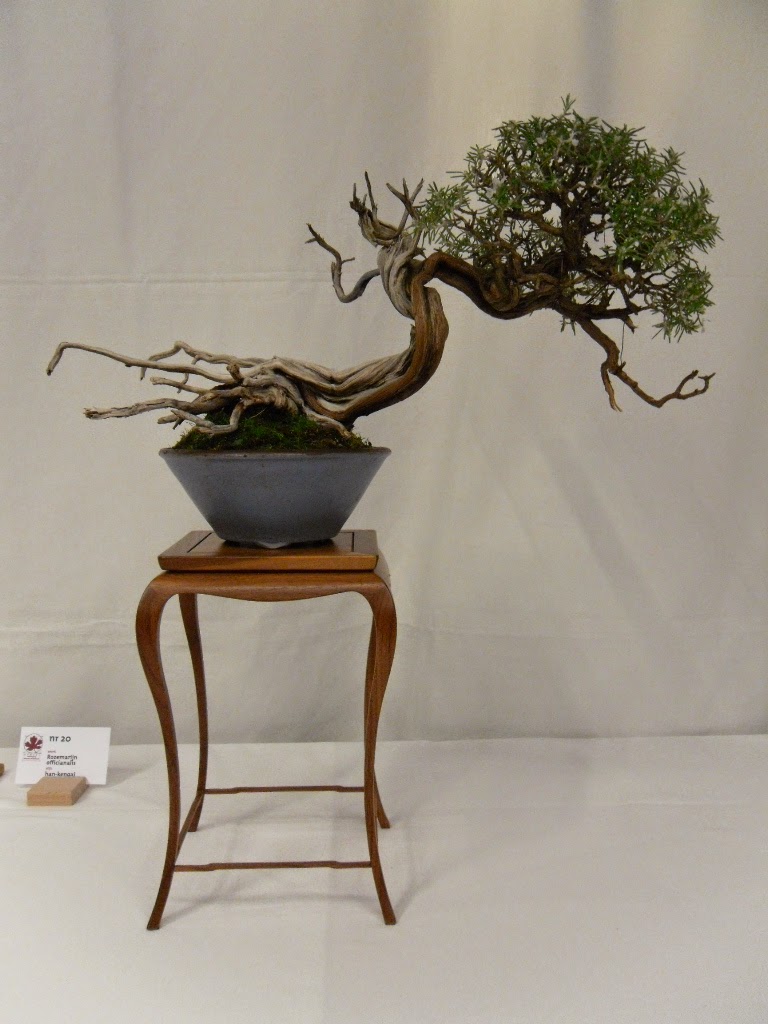 bonsai vereniging Apeldoorn bonsaishow Midden Nederland