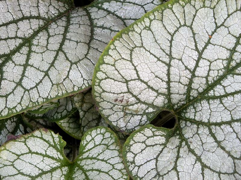 Never Ending Pattern In Math And Nature Xword | fractals the bizarre and beautiful pattern to chaos Never Ending Pattern In Math And Nature Xword | fractals the bizarre and beautiful pattern to chaos
