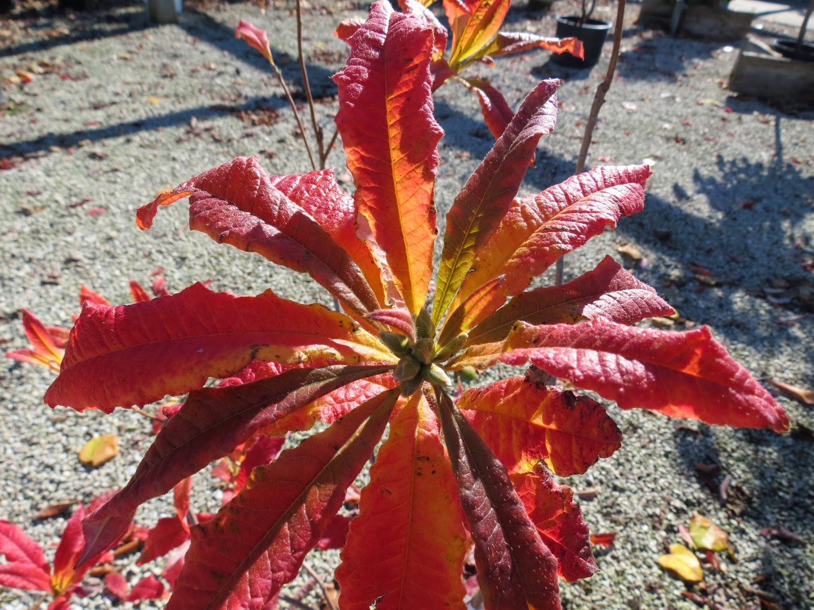 Ruby Slippers Oakleaf Hydrangea A Great Plant