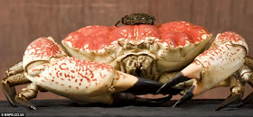 أكبر سرطان في العالم تزن أكثر من 5 كغم Largest+Crab+01